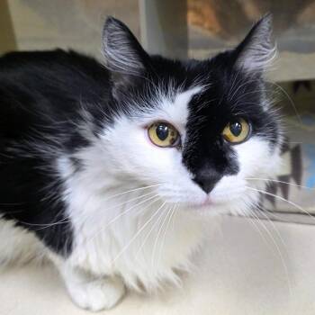 Rob Stark -  Domestic Long Hair Cat for Adoption in Reno, Nevada - Rob Stark | PetCurious