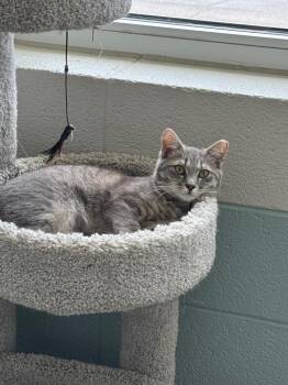 Domestic Short Hair Cats Available for Adoption in Dalton, Georgia - Guppy | PetCurious