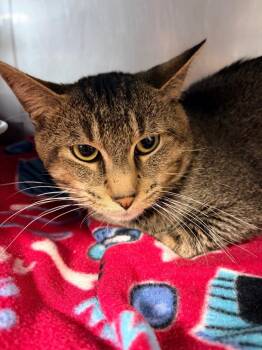 Dobby -  Domestic Short Hair Cat for Adoption in Huntington, Indiana - Dobby | PetCurious