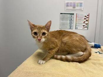 Chia Sugar Cookies -  Domestic Short Hair Cat for Adoption in Kansas City, Missouri - Chia Sugar Cookies | PetCurious