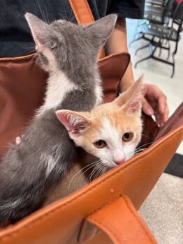 Vincent -  Domestic Short Hair Cat for Adoption in Hobbs, New Mexico - Vincent | PetCurious