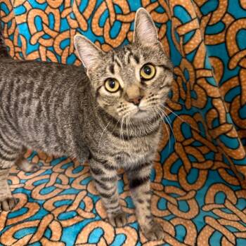 Veggies -  Domestic Short Hair Cat for Adoption in Newberg, Oregon - Veggies | PetCurious