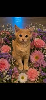 Aires -  Domestic Short Hair Cat for Adoption in Johnson City, Tennessee - Aires | PetCurious