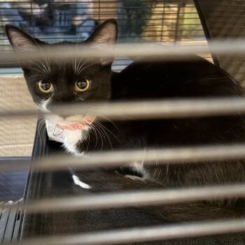 Sadie -  Domestic Short Hair Cat for Adoption in Long Beach, California - Sadie | PetCurious