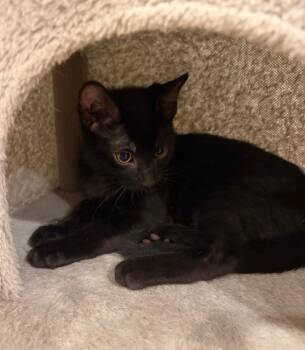 Bok Choy -  Domestic Short Hair Cat for Adoption in Ogden, Utah - Bok Choy | PetCurious