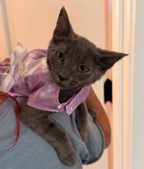 Cher (with Sonny) -  Domestic Short Hair Cat for Adoption in Silverton, Oregon - Cher (with Sonny) | PetCurious