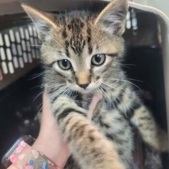 Domestic Short Hair Cats Available for Adoption in Memphis, Tennessee - Jordan | PetCurious