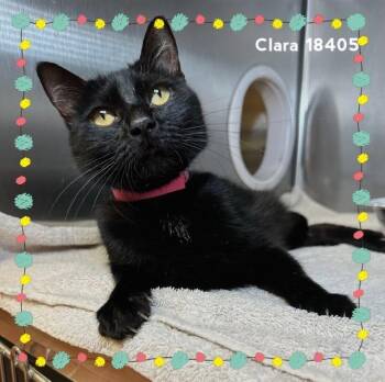 Domestic Medium Hair Cats Available for Adoption in Marietta, Georgia - CLARA | PetCurious