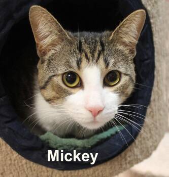 Mickey Ricc. (sweet sweet look alike brother of Mel Ricc.) -  Domestic Short Hair and Tabby Cat for Adoption in Stowe, Pennsylvania - Mickey Ricc. (sweet Sweet Look Alike Brother Of Mel Ricc.) | PetCurious