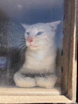 FOOTHILL 6 -  Domestic Short Hair Cat for Adoption in Rancho Cucamonga, California - FOOTHILL 6 | PetCurious
