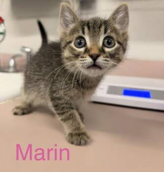 Marin -  Domestic Short Hair Cat for Adoption in Fort Worth, Texas - Marin | PetCurious