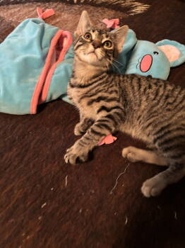 Rescue Tabby and Domestic Short Hair Cats for Adoption in Cincinnati, Ohio - Reed | PetCurious