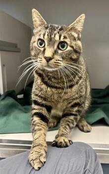 WESTIE -  Domestic Short Hair Cat for Adoption in Kalamazoo, Michigan - WESTIE | PetCurious