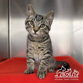 SOBA -  Domestic Short Hair Cat for Adoption in Irvine, California - SOBA | PetCurious