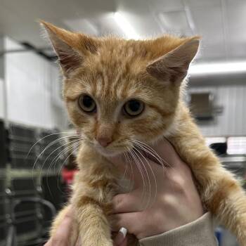 Domestic Short Hair Cats Available for Adoption - Cheddar Jalapeno | PetCurious