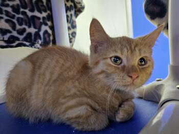 Gomez -  Domestic Short Hair Cat for Adoption in Dunkirk, New York - Gomez | PetCurious