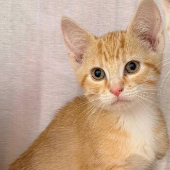 Tangerine -  Domestic Short Hair Cat for Adoption in Madisonville, Tennessee - Tangerine | PetCurious