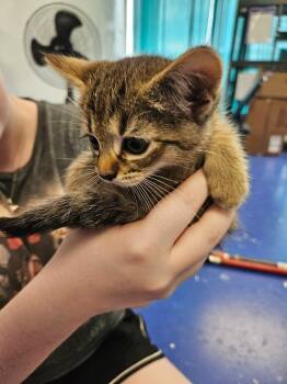 Rescue Tabby Cats for Adoption in Johnson City, Tennessee - Clyde | PetCurious