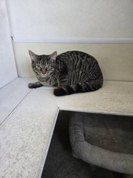 Maverick -  Tabby Cat for Adoption in Maquoketa, Iowa - Maverick | PetCurious