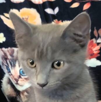 Cinder Allen -  Russian Blue and Domestic Short Hair Cat for Adoption in Paris, Kentucky - Cinder Allen | PetCurious