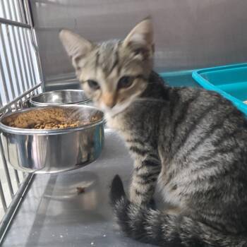Vampire -  Domestic Short Hair Cat for Adoption in Russellville, Kentucky - Vampire | PetCurious