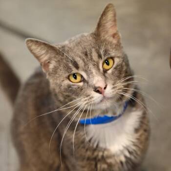 Domestic Short Hair Cats Available for Adoption in Tampa, Florida - Astro | PetCurious