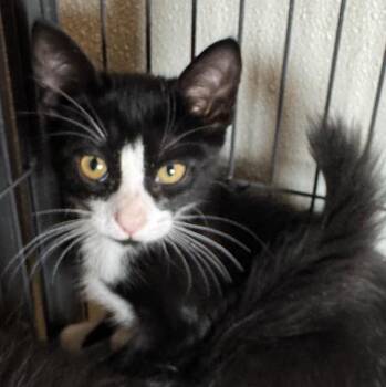 Craig -  Domestic Short Hair Cat for Adoption in Saginaw, Michigan - Craig | PetCurious