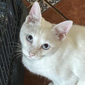 Nilla NN -  Domestic Short Hair Cat for Adoption in Austin, Texas - Nilla NN | PetCurious