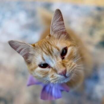 Domestic Long Hair and Tabby Cats Available for Adoption - Stevie Wonderful | PetCurious