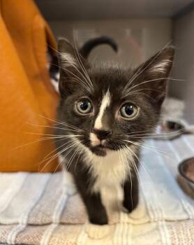 Domestic Short Hair Cats Available for Adoption in Liverpool, New York - Boone | PetCurious