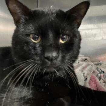 Knox -  Domestic Short Hair Cat for Adoption in Lakeland, Florida - Knox | PetCurious