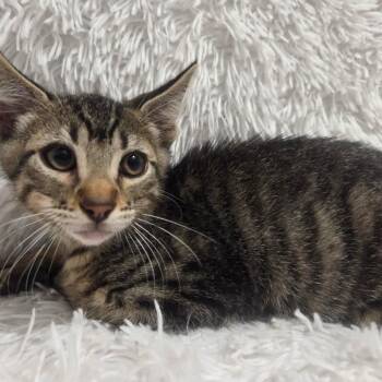 Affogato -  Domestic Short Hair Cat for Adoption in Brea, California - Affogato | PetCurious
