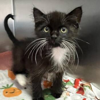 Kristoff -  Domestic Short Hair Cat for Adoption - Kristoff | PetCurious