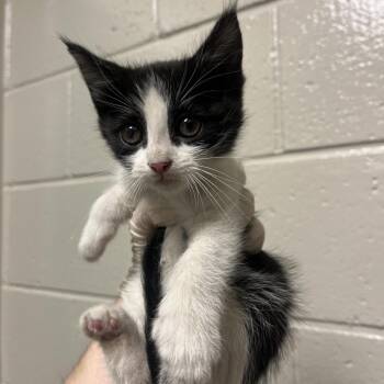 Strawberry Cosmo -  Domestic Medium Hair Cat for Adoption in Reno, Nevada - Strawberry Cosmo | PetCurious
