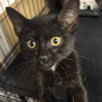Lala -  Domestic Short Hair Cat for Adoption in New York, New York - Lala | PetCurious