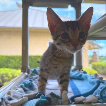 Hendrix -  Domestic Short Hair Cat for Adoption - Hendrix | PetCurious