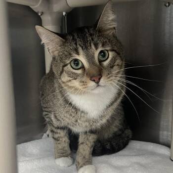 Anderson -  Domestic Short Hair Cat for Adoption in Oak Park, Illinois - Anderson | PetCurious