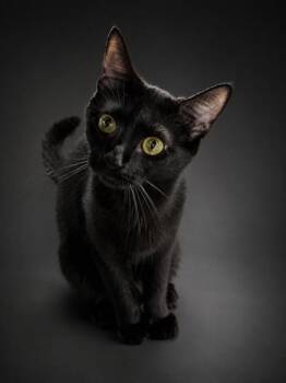 Belle & Mickey -  Domestic Short Hair Cat for Adoption in Bowling Green, Kentucky - Belle & Mickey | PetCurious