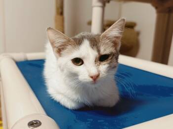 Rescue Domestic Short Hair Cats for Adoption in Varnville, South Carolina - Toast | PetCurious