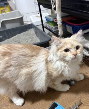 Balinese and Domestic Long Hair Cats Available for Adoption in White Bluff, Tennessee - Sammy Aka Scrim | PetCurious