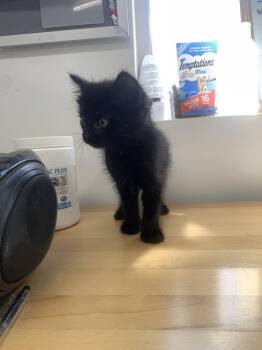 Fisher -  Domestic Short Hair Cat for Adoption in Salmon, Idaho - Fisher | PetCurious