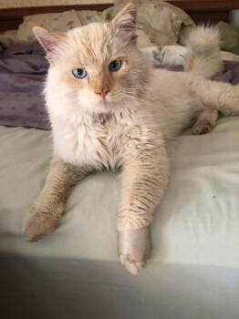 Siamese Cats Available for Adoption in Helendale, California - Romeo | PetCurious