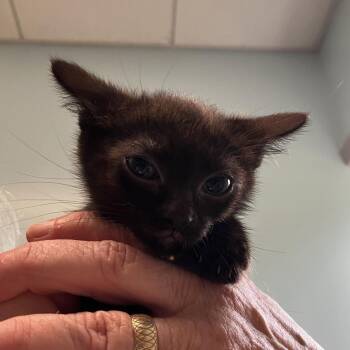 Owl -  Domestic Short Hair Cat for Adoption in Wilmington, Delaware - Owl | PetCurious