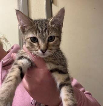 Rescue Domestic Short Hair Cats for Adoption in Fernley, Nevada - Luke | PetCurious