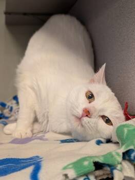 Domestic Short Hair Cats Available for Adoption - Mouse | PetCurious