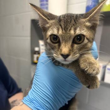 Jasper -  Domestic Short Hair Cat for Adoption in Summerville, South Carolina - Jasper | PetCurious