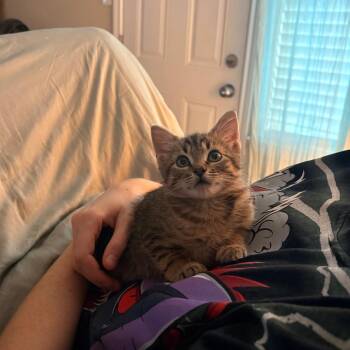 Domestic Short Hair Cats Available for Adoption - Cake | PetCurious