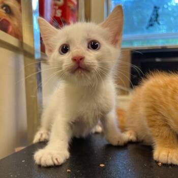 Creamsicle -  Domestic Short Hair Cat for Adoption in Lake Panasoffkee, Florida - Creamsicle | PetCurious