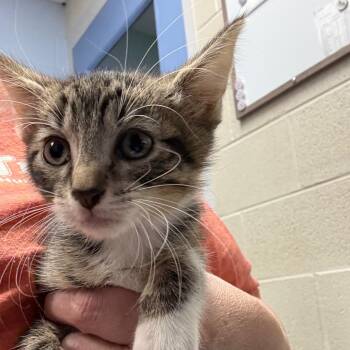 Cookie Dough -  Domestic Short Hair Cat for Adoption in Dekalb, Illinois - Cookie Dough | PetCurious