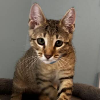 Meeno -  Domestic Short Hair Cat for Adoption in Cumming, Georgia - Meeno | PetCurious